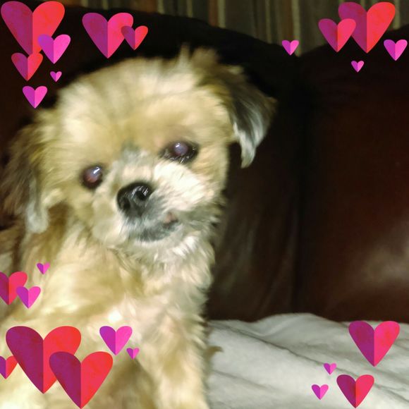 Meet your Posher, Beverly - Picture 1 of 1